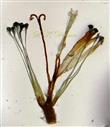  Inner floret-(Opened)